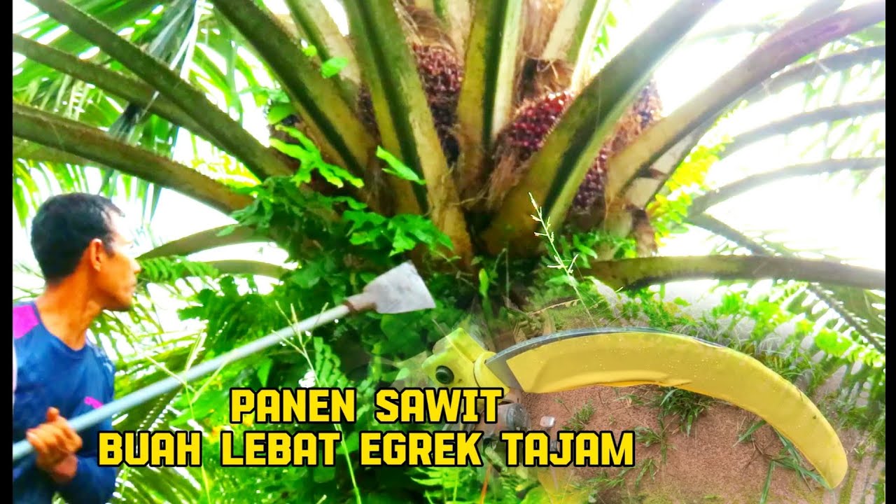 Panen sawit buah lebat egrek tajam