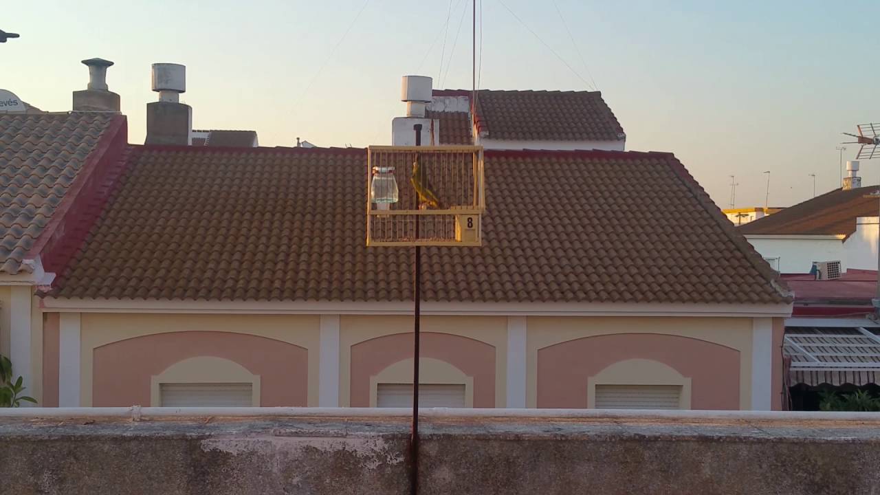 Cante Verdon 8, Manolin Huelva.