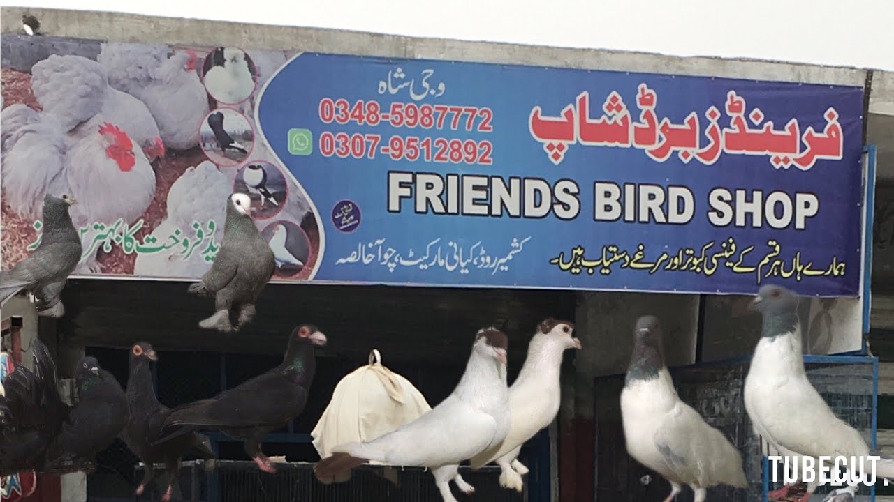 ALL FOR SALE KALLER SAYDEN CHOHA KHALSA SHAH G PEGION 03485987772 03079512892