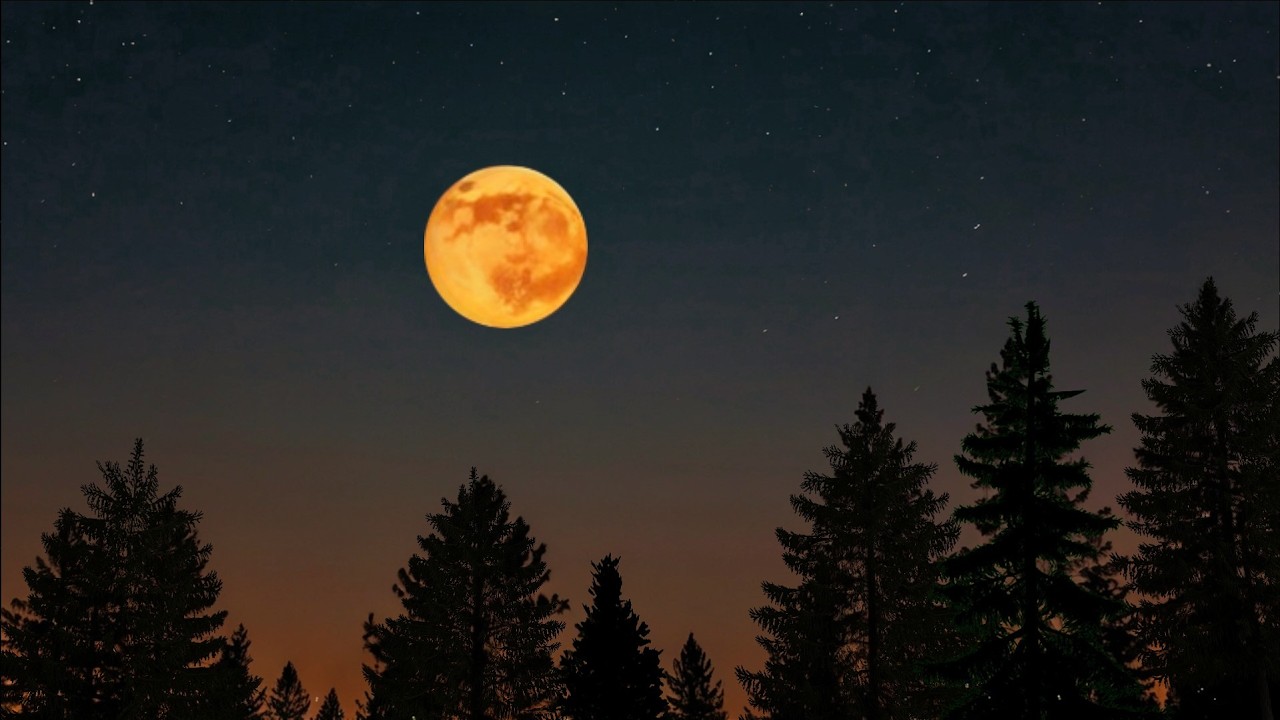 ASMR Twilight Forest Dusk Ambience Night Ambience🌲Cricket Sound Chirping for Sleep Relaxation 🎧🦗