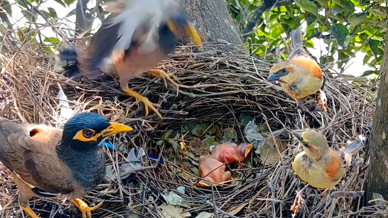 The house sparrow birds want to attack the baby birds again, but the mother myna bird chases them
