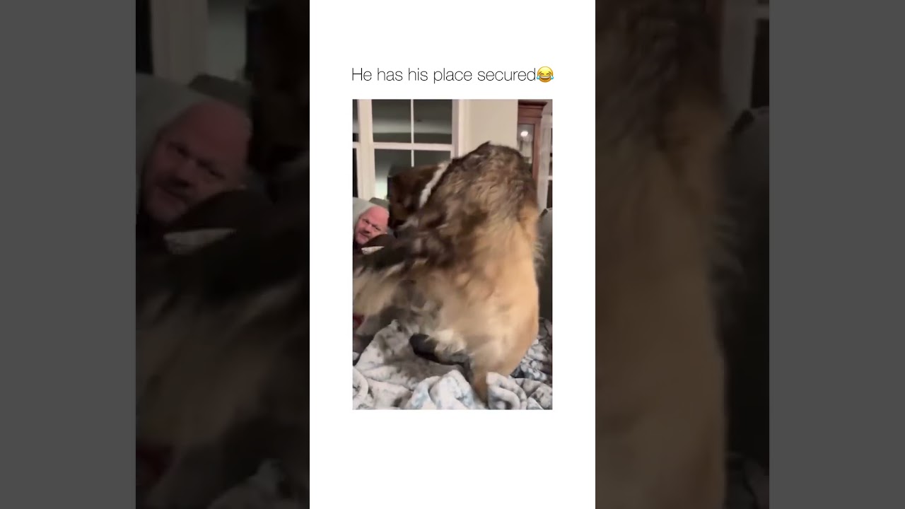 Did not expect that trust fall haha 😂🐾#OffLeashK9Training #DogTrainerLife #TrustFall #PetParents