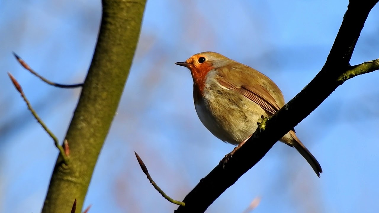 Enjoy the beautiful song of a Robin - Herken het roodborstje aan geluid en zang (Erithacus rubecula)