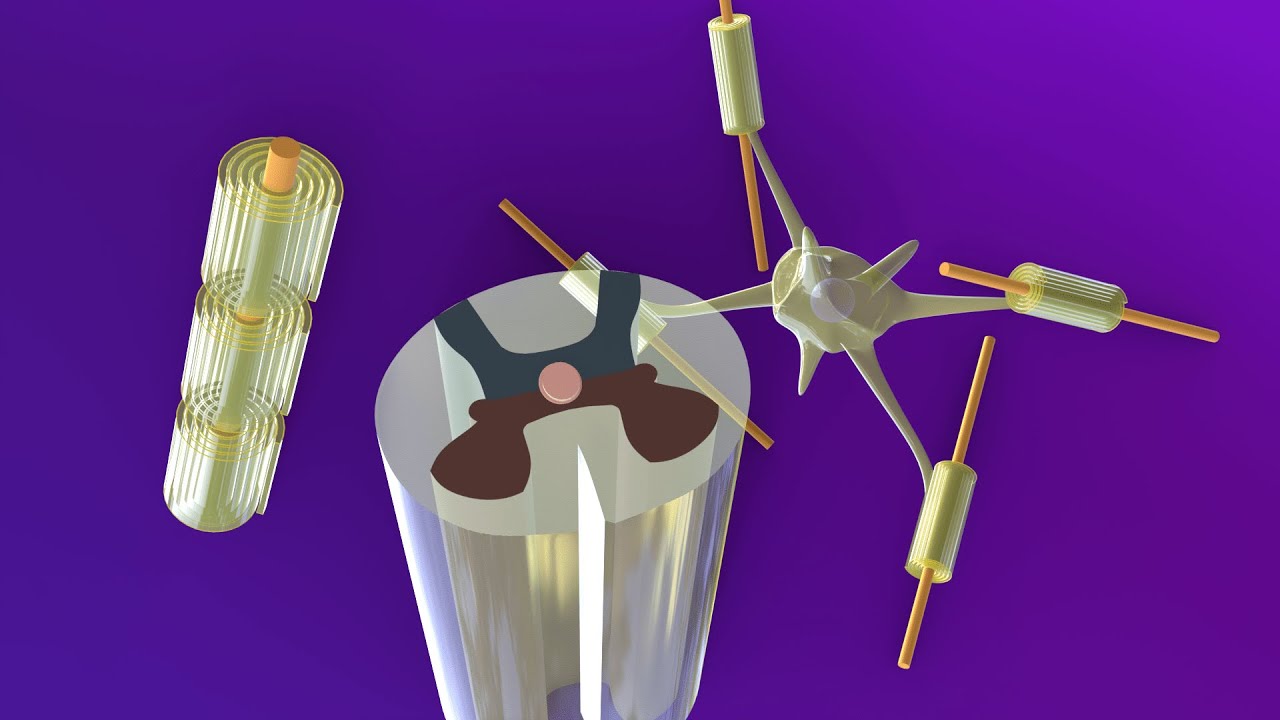 Развитие спинного мозга – Миелинизация – Нейроэмбриология, часть 3