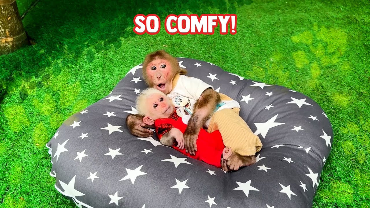 Why Don’t BiBi and LaLa Want to Sleep with Mom?