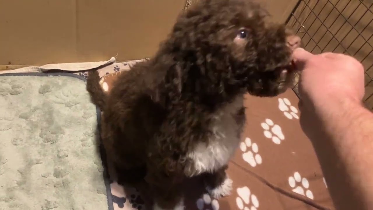 Introducing Mr Yellow a lovable Lagotto fellow 🙂