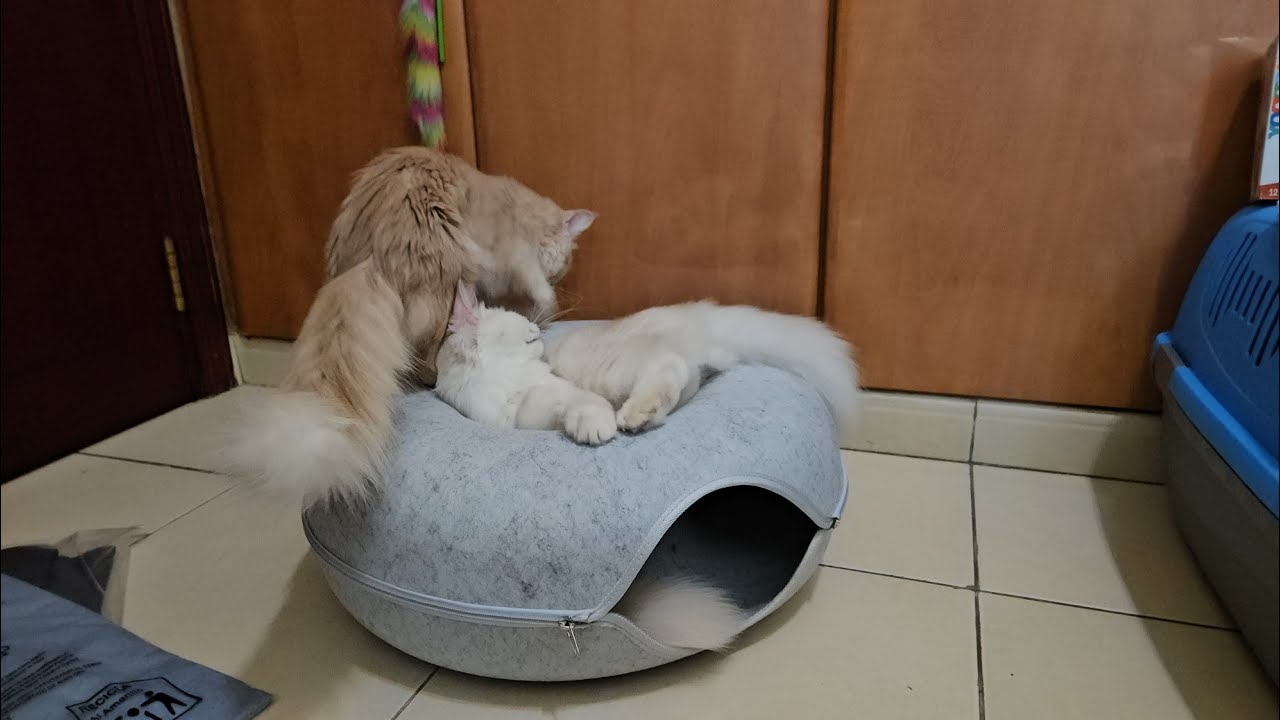 DONUT SHAPE CAT BED || TUNNEL || CAT HOUSE #fypシ゚viral #catlovers