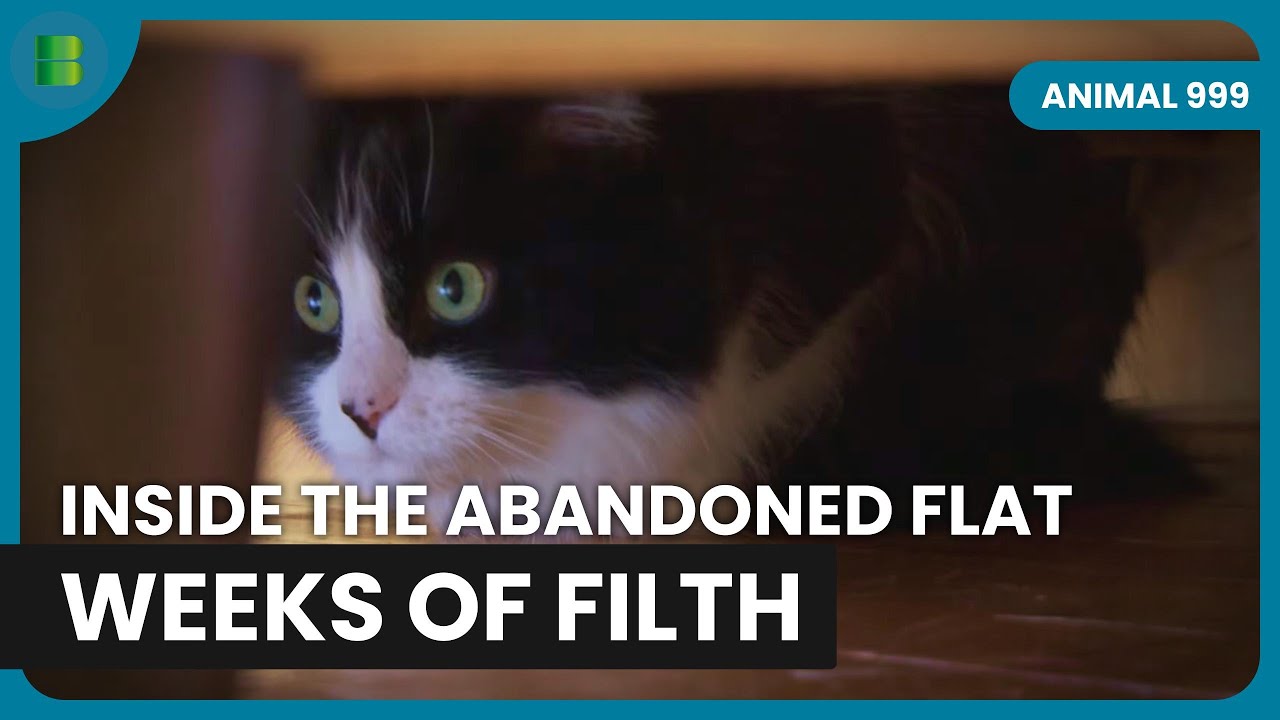Cats Abandoned in Filthy Glasgow Flat Rescue | Animal 999