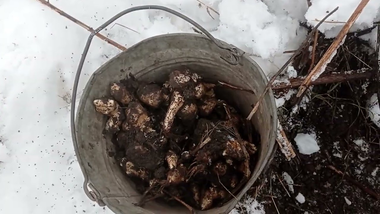 Якщо зима і закінчилися соковиті корми  - то ця рослина вас врятує .