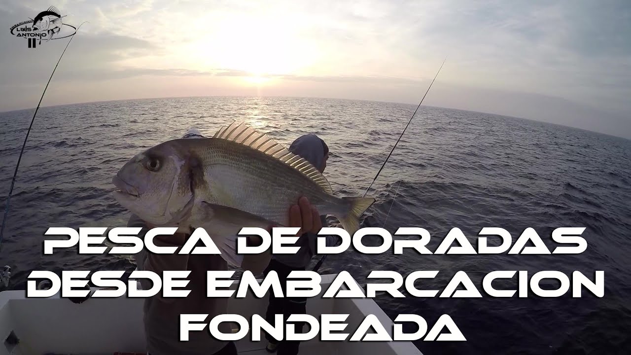 Pesca de Doradas desde Embarcacion Fondeada