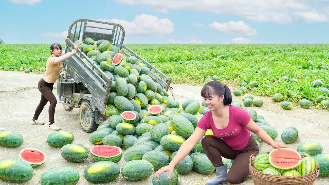 Harvesting 1000 Big Watermelon, Use Truck Transport Many Watermelon Goes To Market Sell