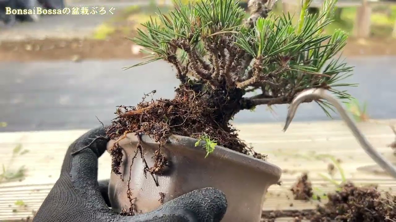 【KRM】取り木２回失敗中の黒松。今年はどうだろうか #盆栽 #bonsai