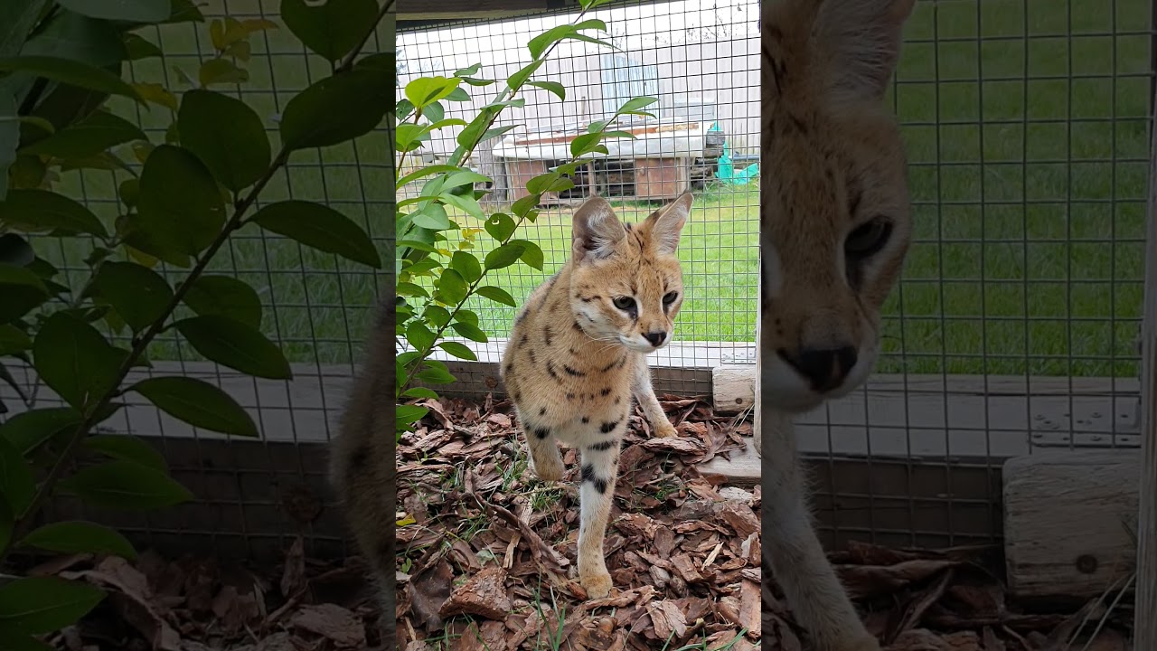 Amazing cat Savannah F1- Anat