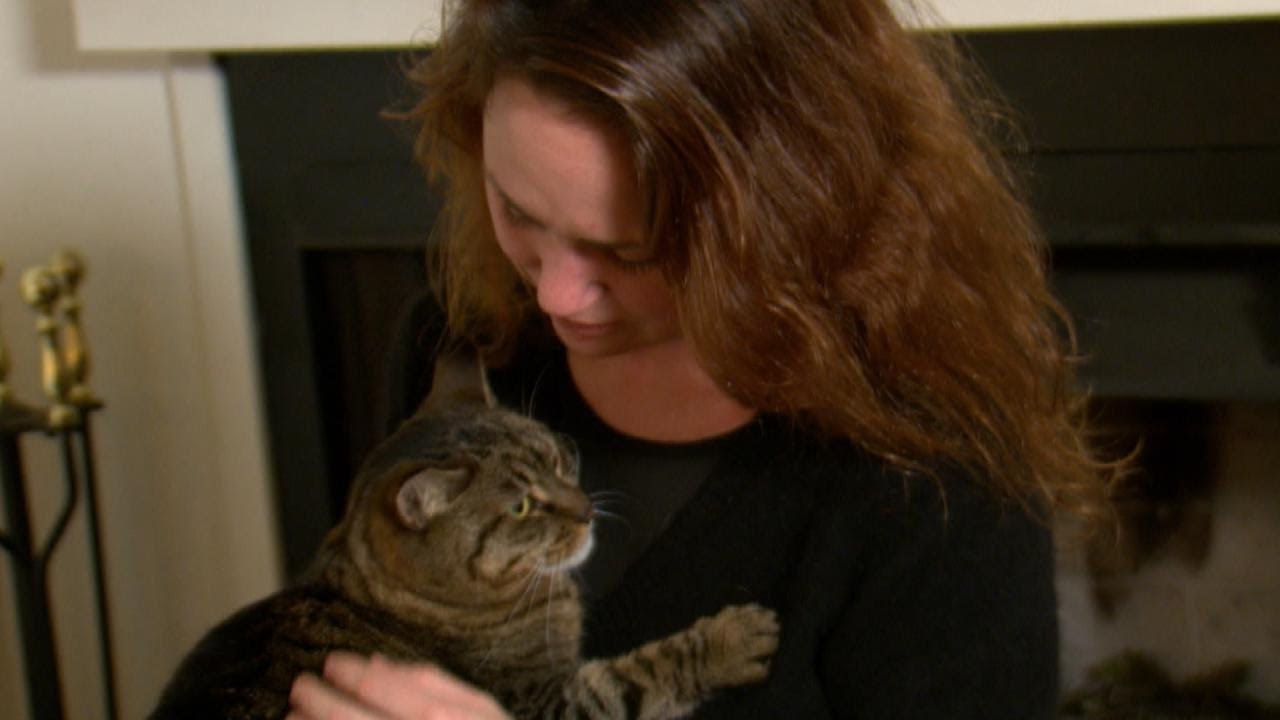 Cats Reunite With Owners After Being Left Behind in California Wildfires