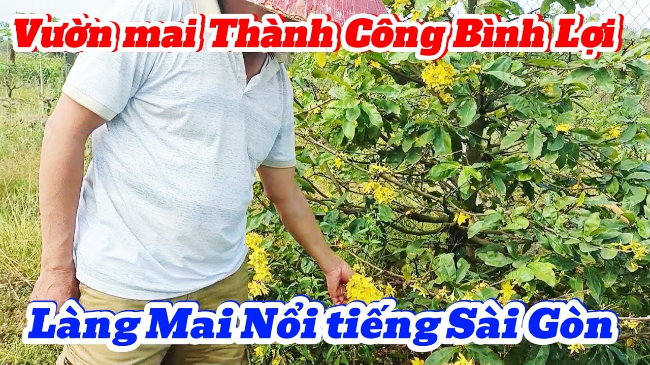 Vườn mai Thành Công Bình Lợi Thành Phố Hồ Chí Minh sau Tết 2026 nhiều bà con đến mua mai
