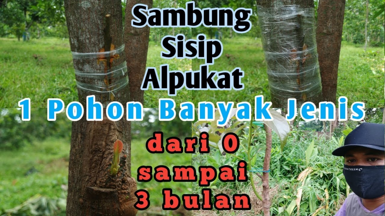 Sambung sisip pada Alpukat dari awal sampai 3 bulan | 1 pohon disambung dengan banyak jenis
