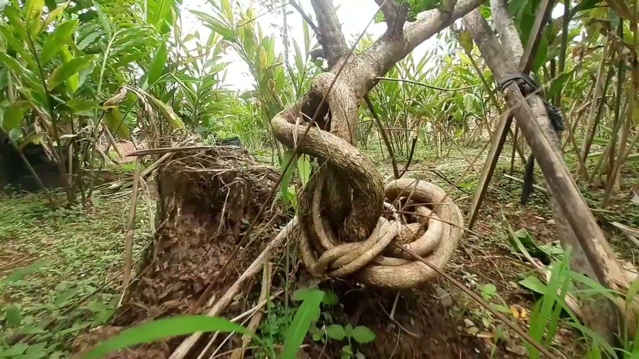 BAHAN BONSAI SANCANG @SultonBonsai 