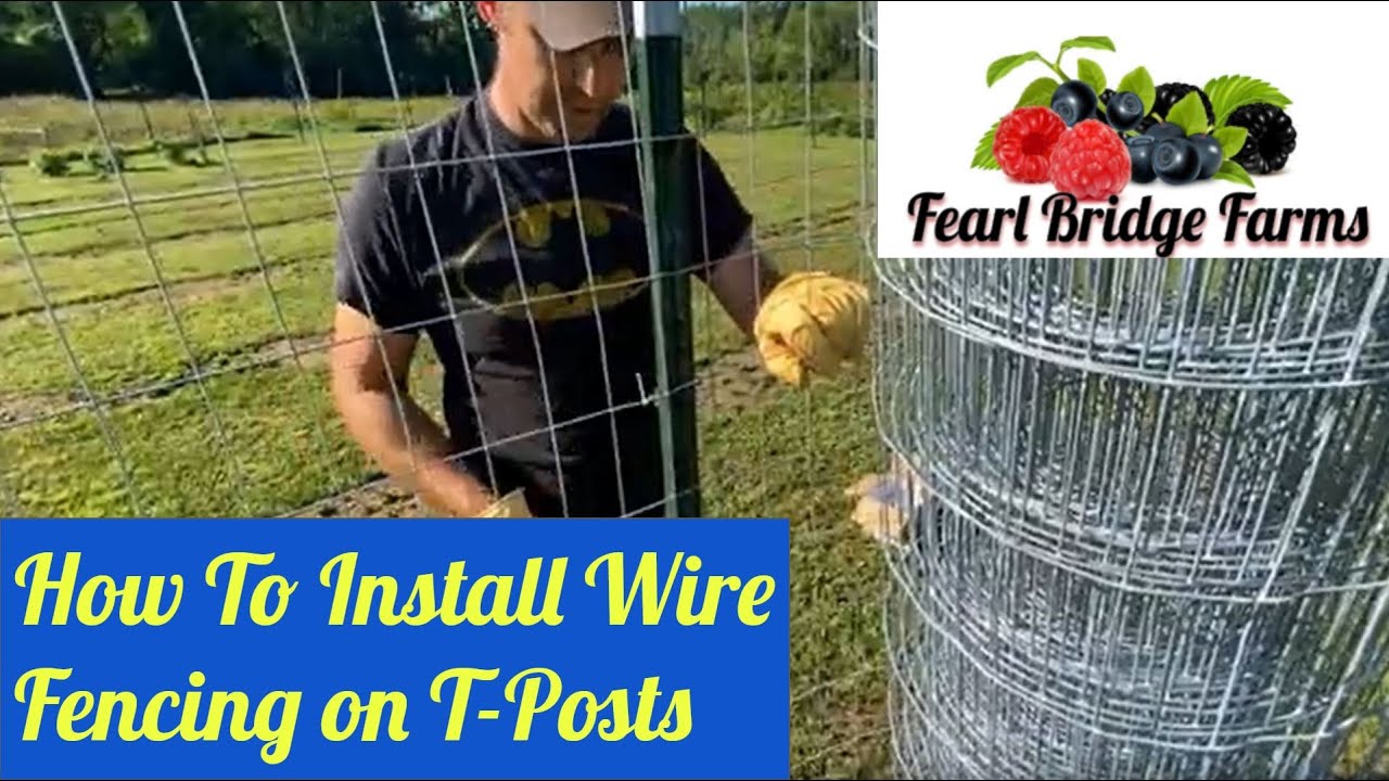 How to Install Welded Wire Fencing on T-Posts, Berry Patch Expansion