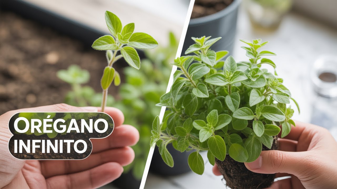 Cómo Reproducir Orégano por Esquejes (¡Orégano FRESCO e Infinito!)