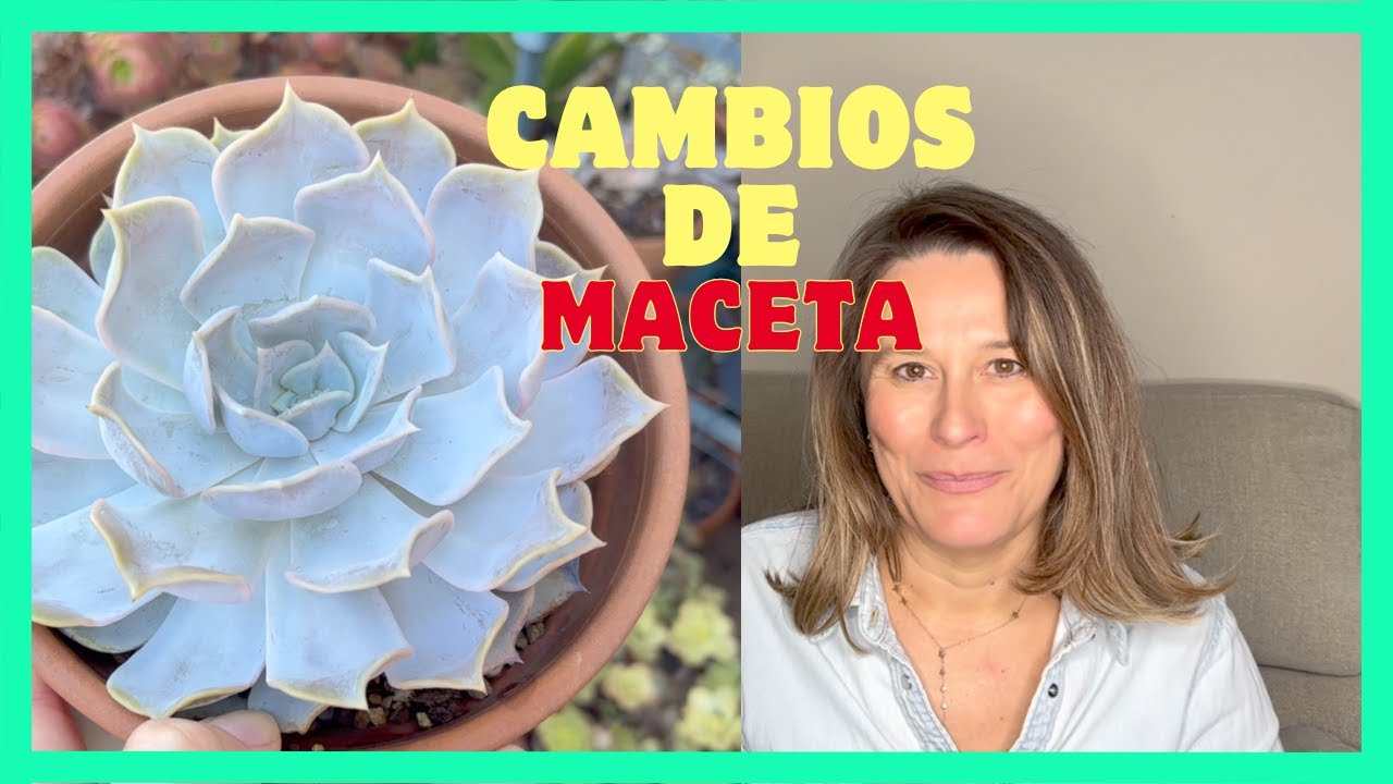 💗Vlog Mi día cuidando plantas💗 | Cambio de maceta Suculentas