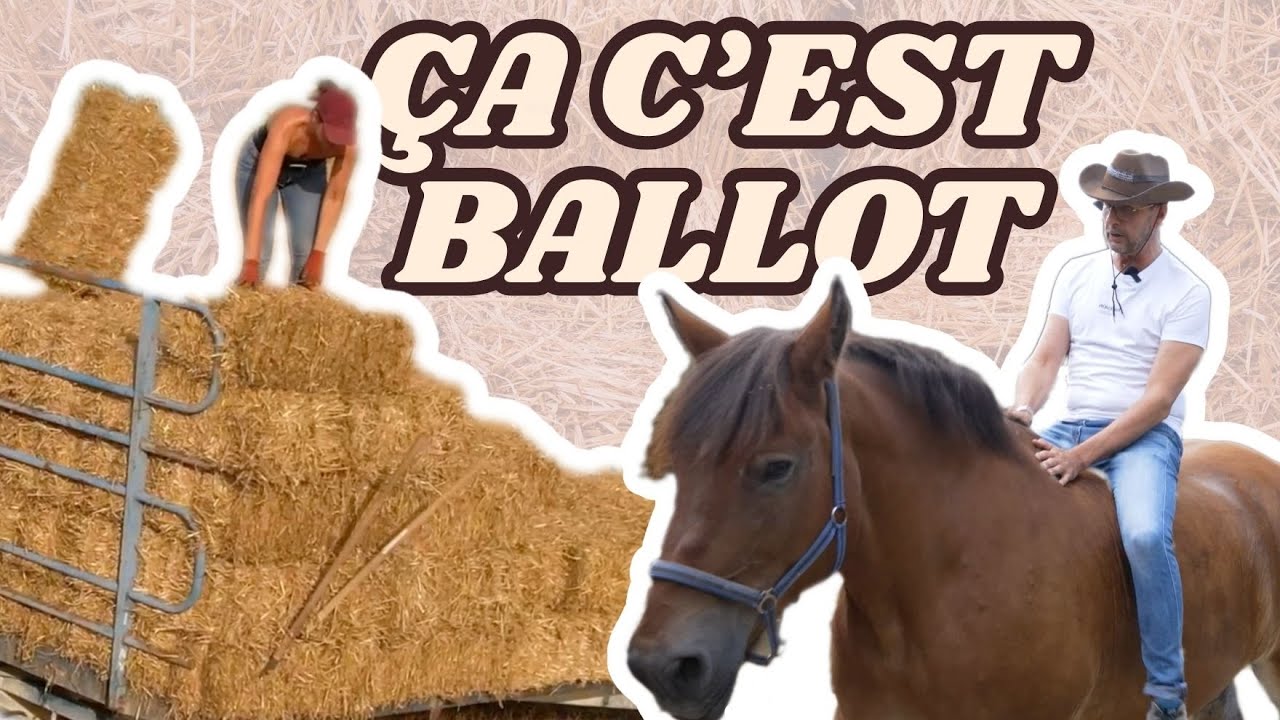 Des ballots de paille à l'ancienne pour nourrir les chevaux 🐴