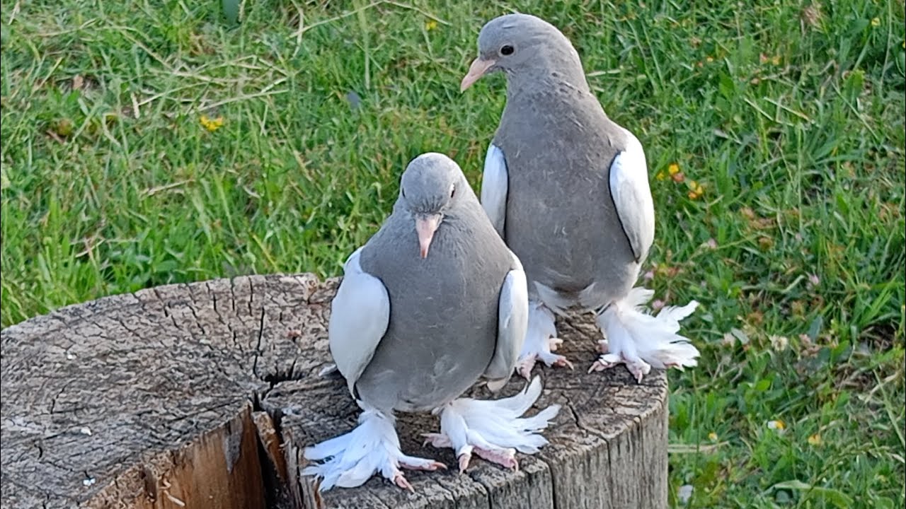 👍2025 SON VİDEO'SU 👍İYİ SEYİRLER🖐