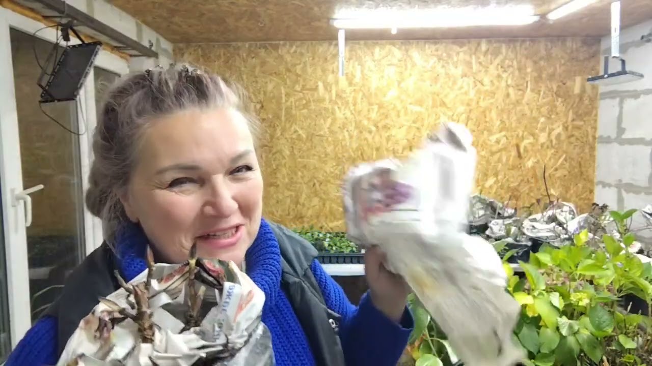 Крупнолистная гортензия зимует так - избегайте моих ошибок!