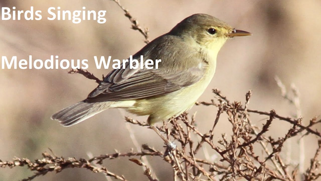 Birds Singing - Melodious Warbler - Sounds of Nature