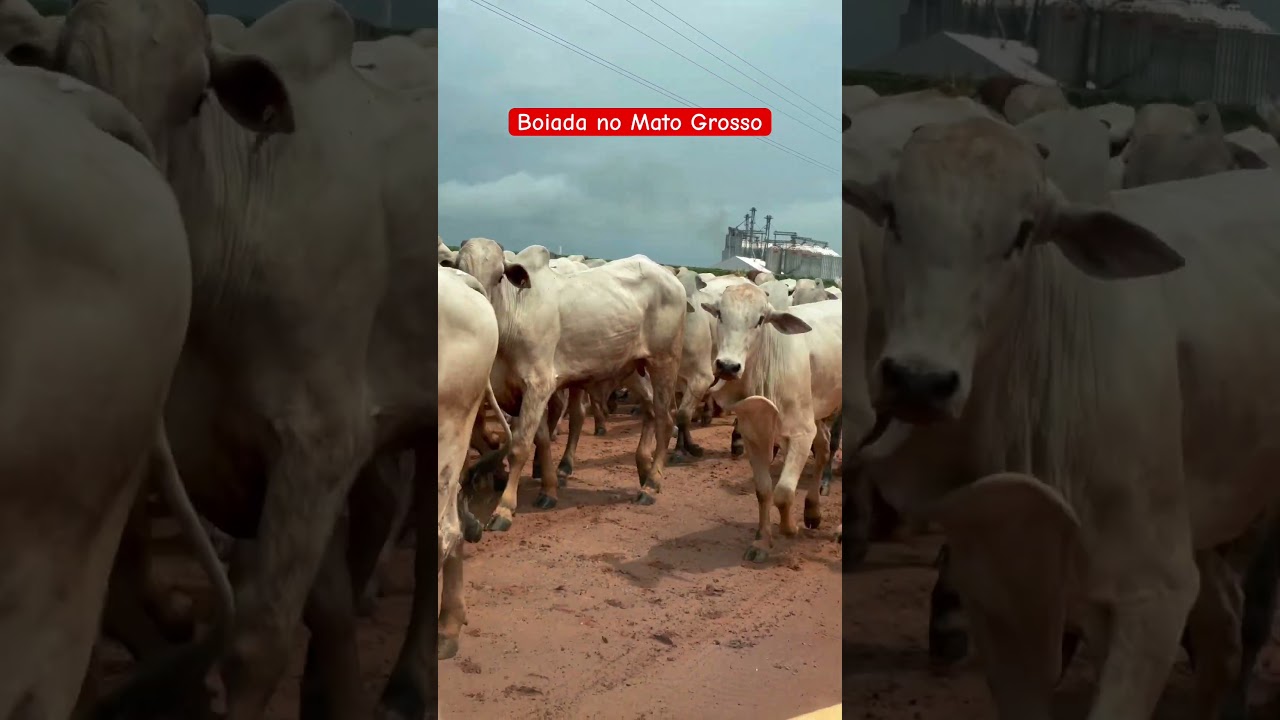 Cena comum no interior 🐂🌾 de Mato Grosso 👏