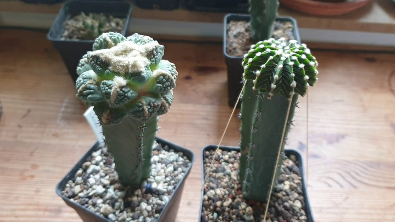 Reinjerto de Gymnocalycium agua dulce y problema legales por compra venta de arios.