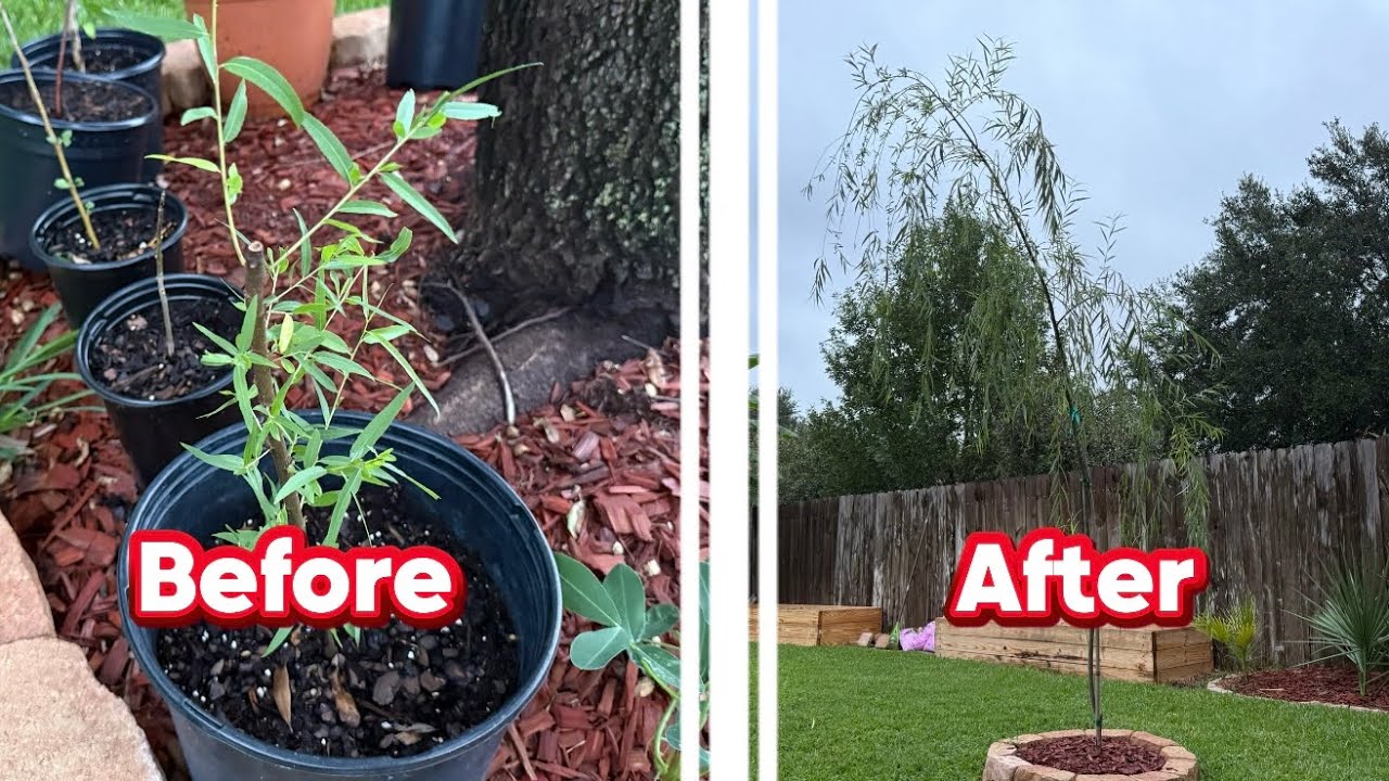 HOW TO GROW YOUR WILLOW TREES 2X FASTER!!! (NO BS Tips) 🤯 