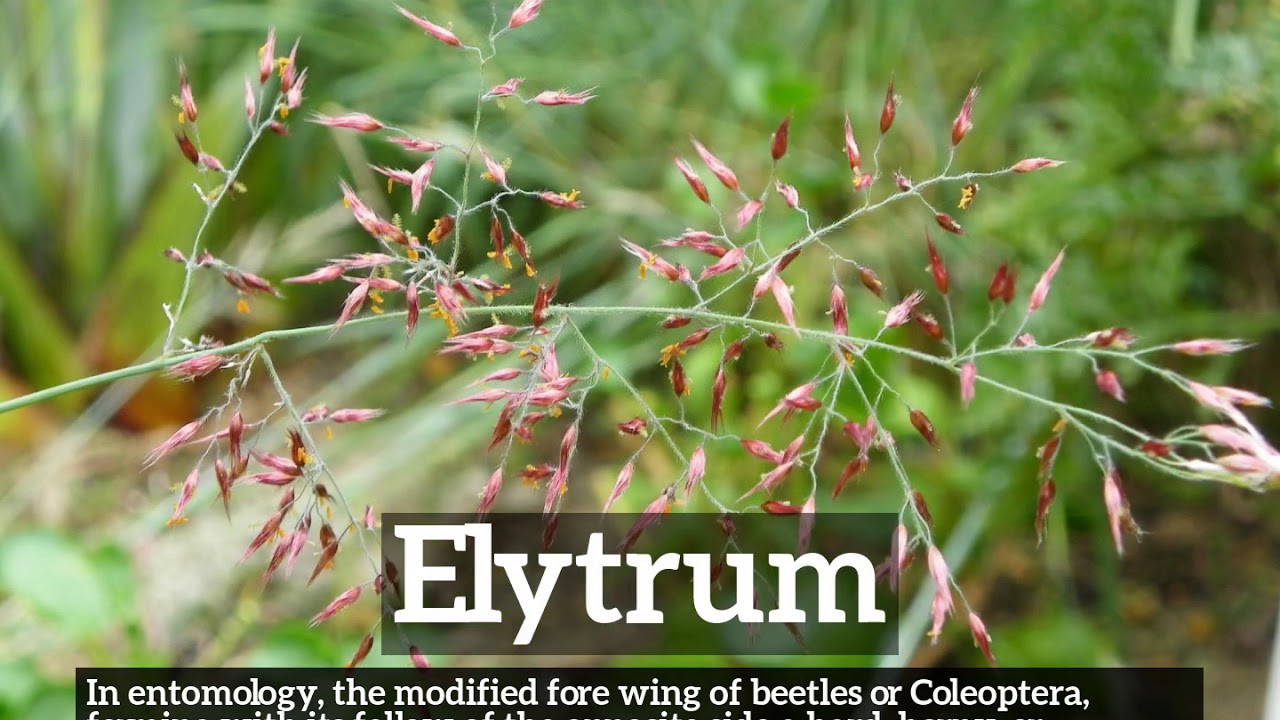 What is Elytrum? | How Does Elytrum Look? | How to Say Elytrum in English?