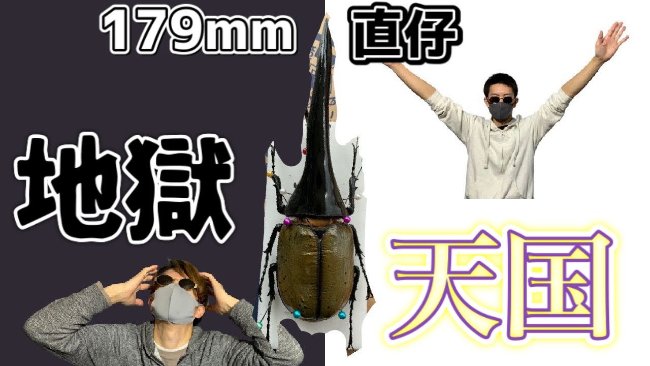 超巨大！179mmヘラクレスの子供達の成長が〇〇だった、、！