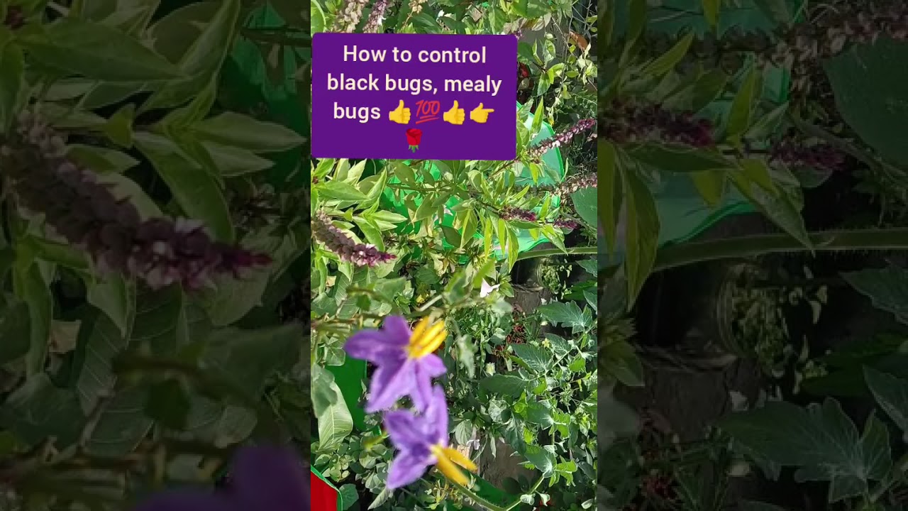How to control black bugs, mealy bugs 👍💯,👉