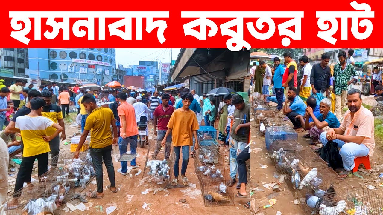 হাসনাবাদ কবুতর হাট ১৯-১০-২০২৪ | kobutor hat 2024 || bangladesh pigeon market || Hasnabad kobutor hat