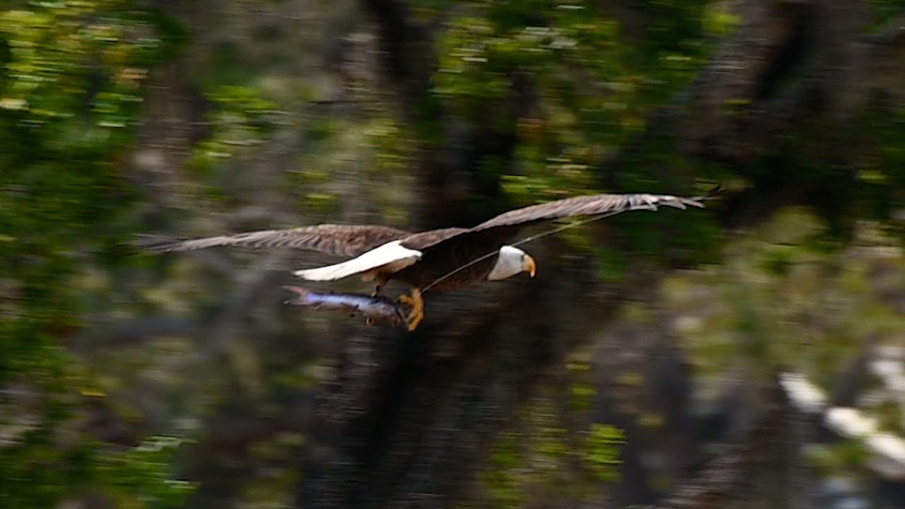 SWFL Eagles- M15's Right Wing Entangled In Fishing Line!Dad Removes Hook & Fishing Line #m15 #eagle
