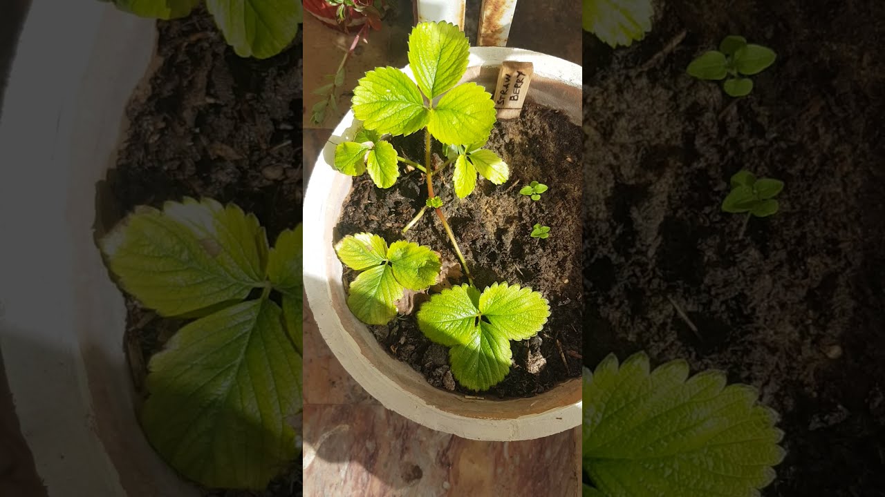 strawberry plant