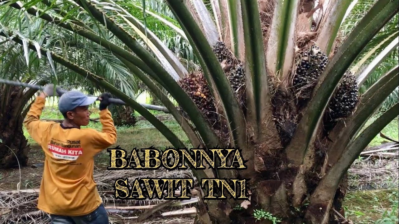 VLOG PANEN RAYA KELAPA SAWIT VARIETAS TN1 JENIS PESIFERA DURA KECIL TETAPI BERAT SAAT DITIMBANG GUYS