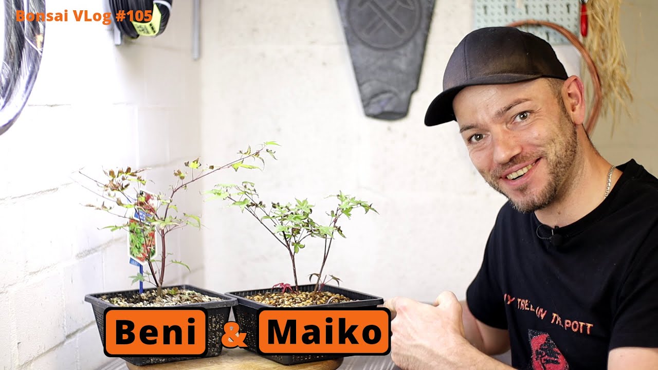 Hervorragende Vorbereitung eines Acer palmatum Beni Maiko zum Bonsai [Abmoosung] | Bonsai VLog #105