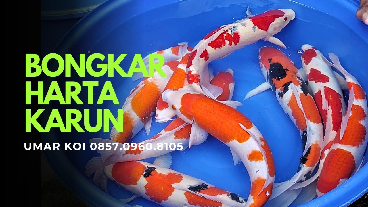 ‼️BONGKAR HARTA KARUN‼️ADA SHOWA KUHAKU DAN ADA SANKE😍