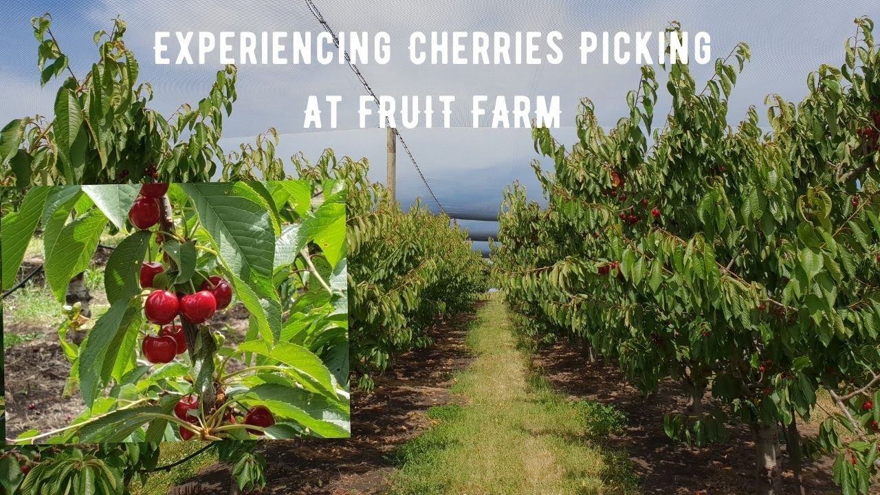 TASMANIA FRUIT FARM TOUR 🍒 Cherry Picking at Sorell Fruit Farm 🍒 CHERRY FARM