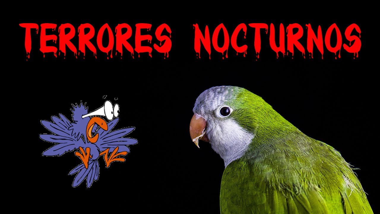 Terrores nocturnos !