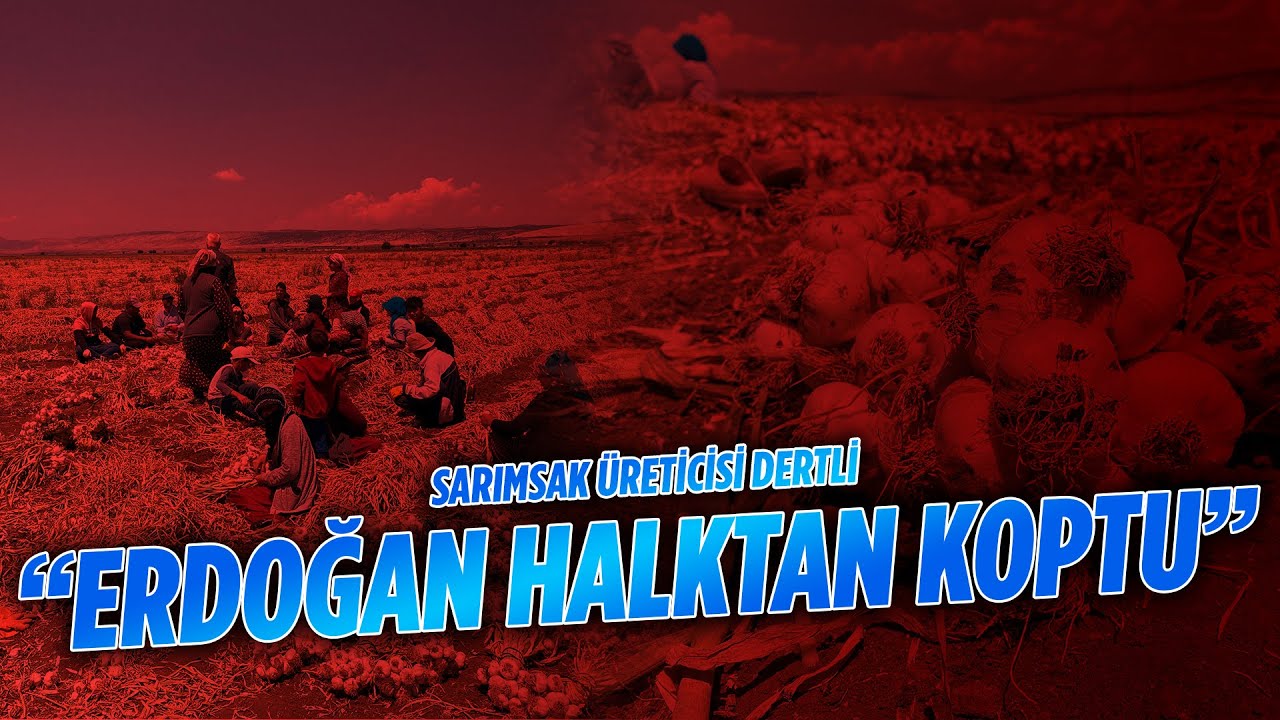 Araban'da sarımsak hasadı başladı | Çiftçi dertli