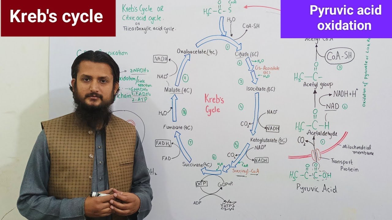 Kreb's cycle | pyruvic acid oxidation | Citric acid cycle | Tricarboxylic acid cycle