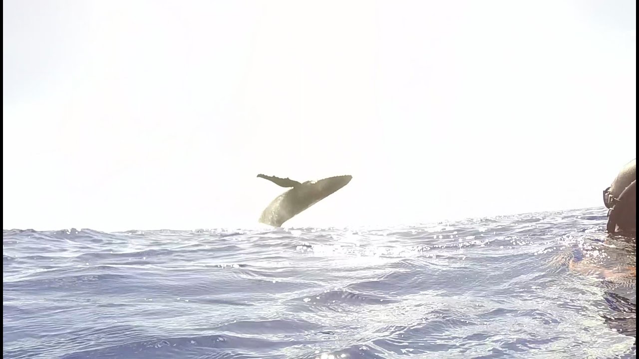 Baleines de Rurutu - protégeons les baleines - Polynésie Française