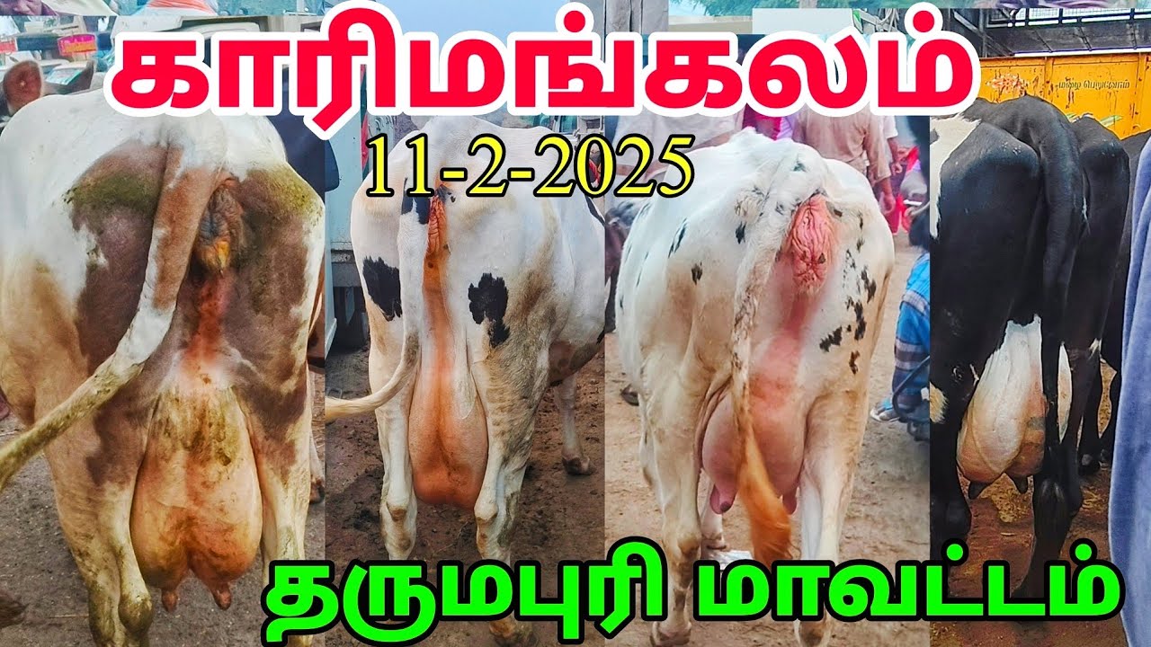 karimangalam Cow market சினை மாடு அதிகமாக உள்ளது தருமபுரி மாவட்டம் HF cow Jersey cow