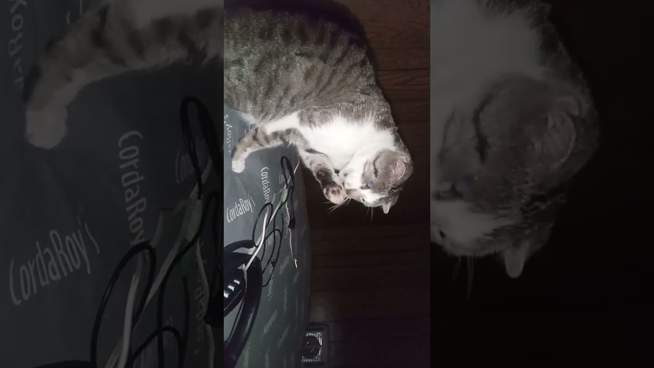 My Cat Tibs Mew 😺