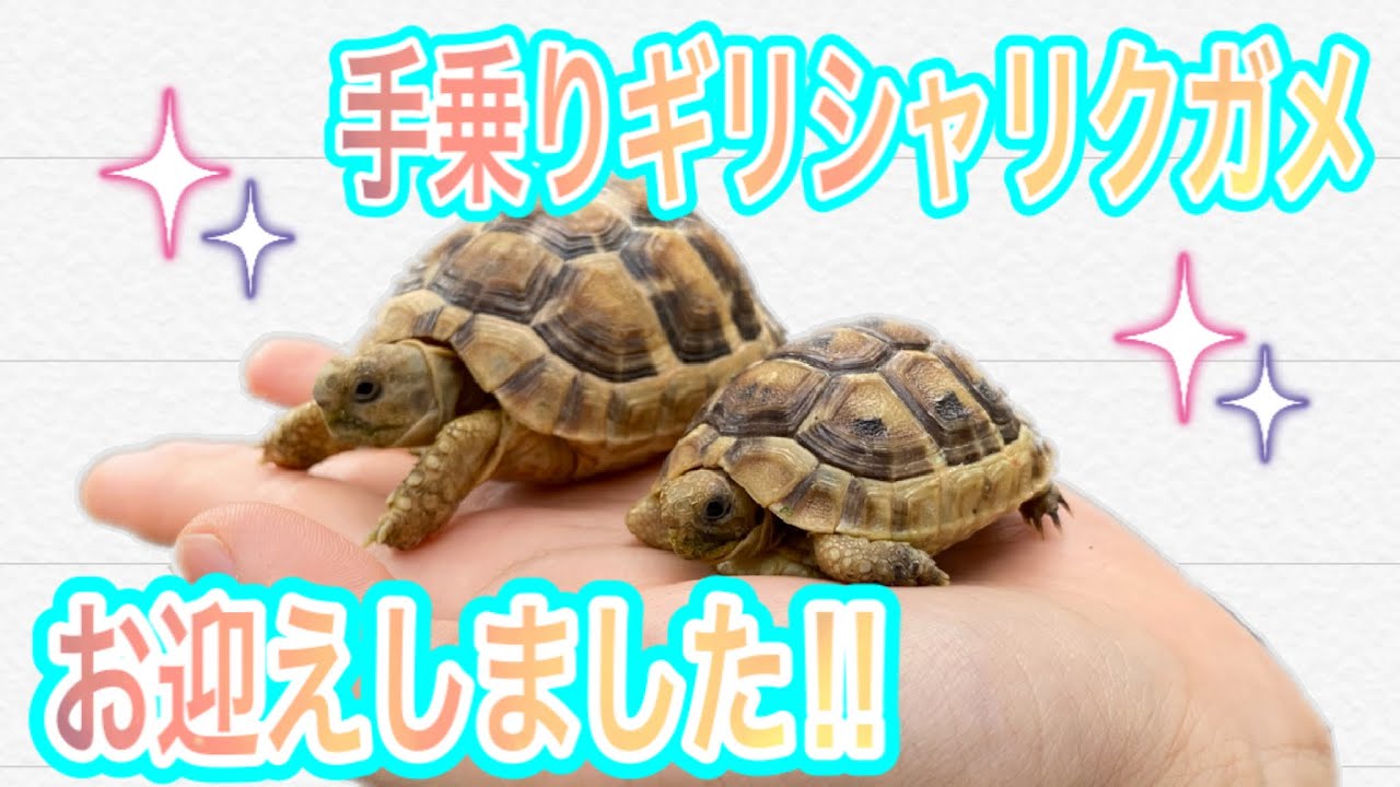 【リクガメ飼育】手乗りギリシャリクガメベビーを飼い始めた！！