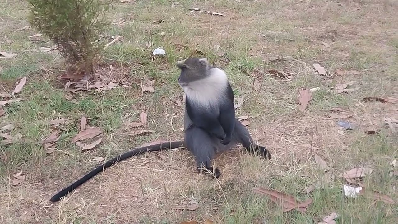 Monkey playing with people