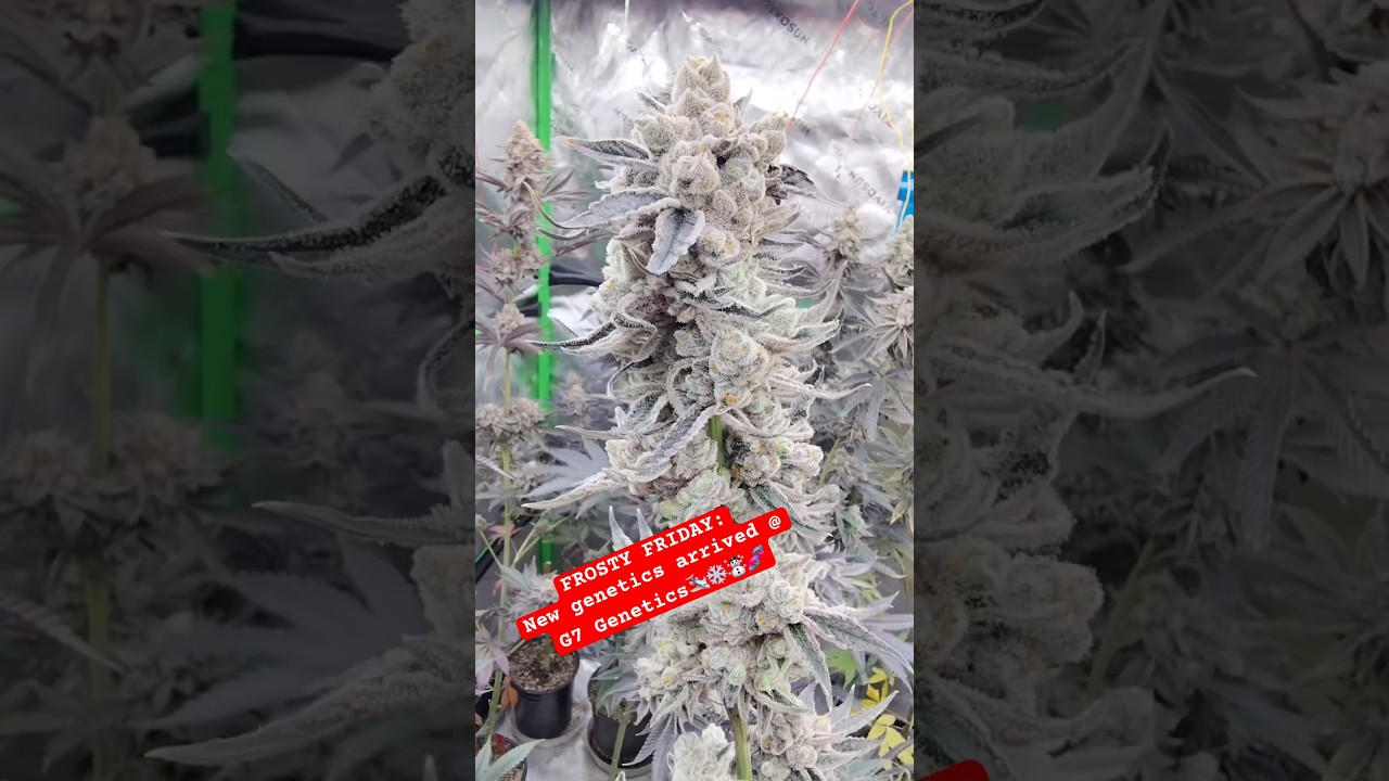 Невероятно ароматные соцветия каннабиса ❄️ Фиолетово-синие, генетика G7